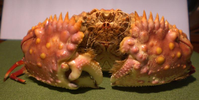 calappa bicornis T.F.C. frontal view 2.bmp